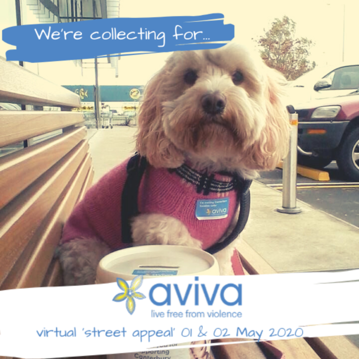 Dog with Aviva nametag and Aviva donation collection bucket